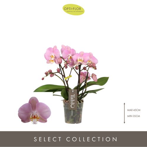 Phal.3-R rosa Tablo Cosmopolitan T12 H40 