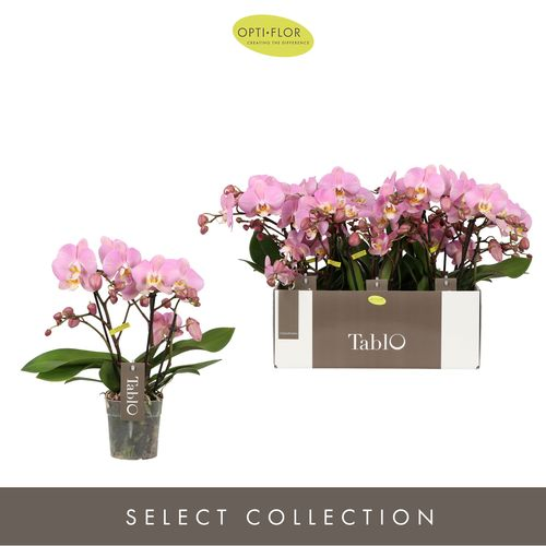 Phal.3-R rosa Tablo Cosmopolitan T12 H40 
