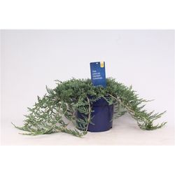 Juniperus Wilton T23 H35