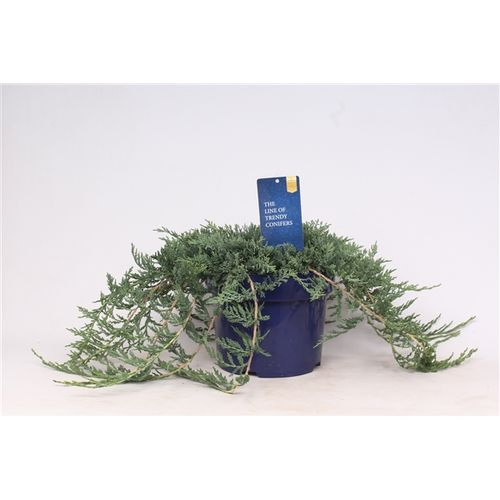 Juniperus Wilton T23 H35