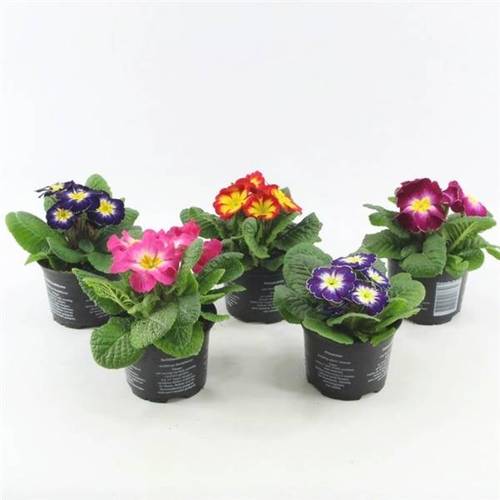 Primula mix Bicolor T10,5 H015