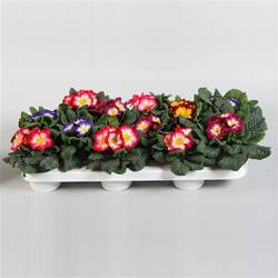 Primula mix Bicolor T10,5 H015