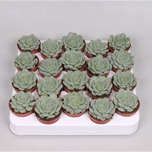 Echeveria Derenbergi T05 H010