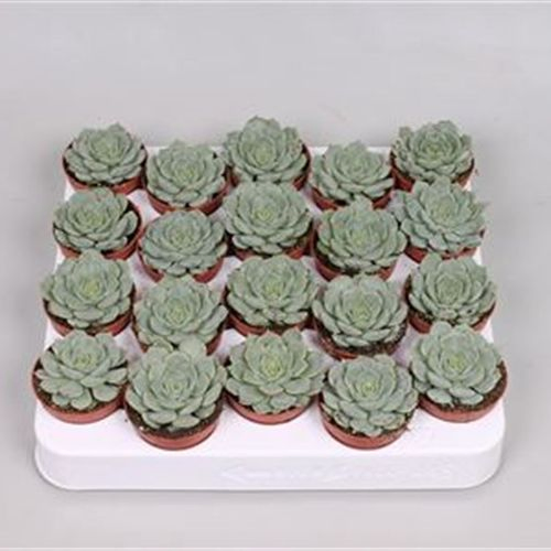 Echeveria Derenbergi T05 H010