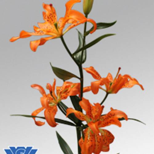 Lilie asiatisch orange Must See 4+Blüte 80cm
