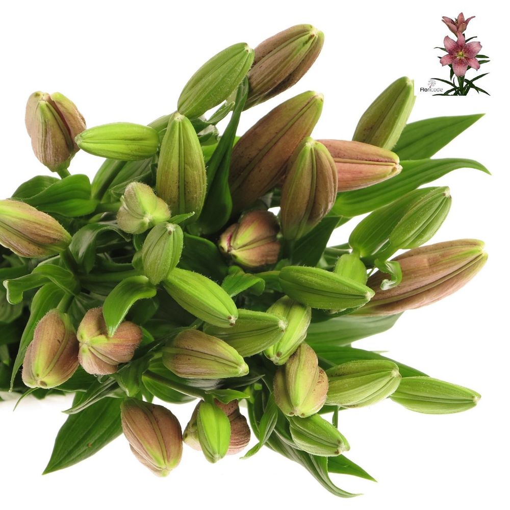 Lilie asiatisch pink Spotify 4+Blüte 80cm