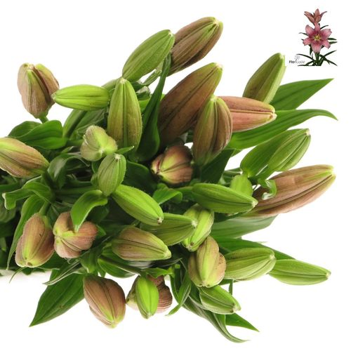 Lilie asiatisch pink Spotify 4+Blüte 80cm