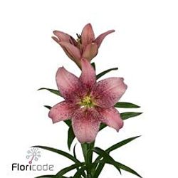 Lilie asiatisch pink Spotify 4+Blüte 80cm