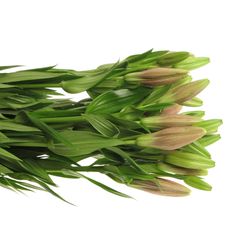 Lilie asiatisch pink Spotify 4+Blüte 80cm