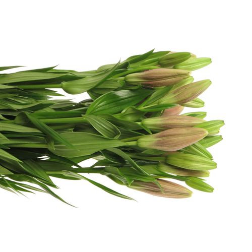 Lilie asiatisch pink Spotify 4+Blüte 80cm