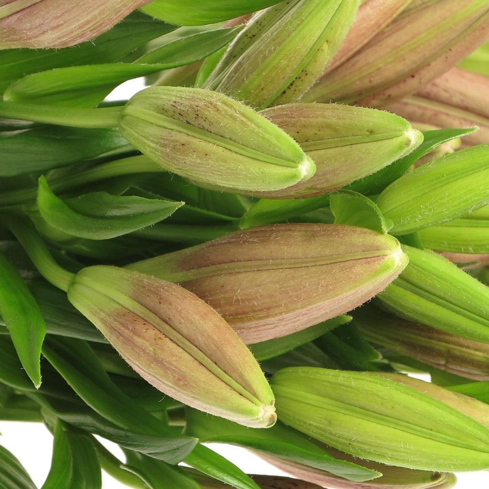 Lilie asiatisch pink Spotify 4+Blüte 80cm