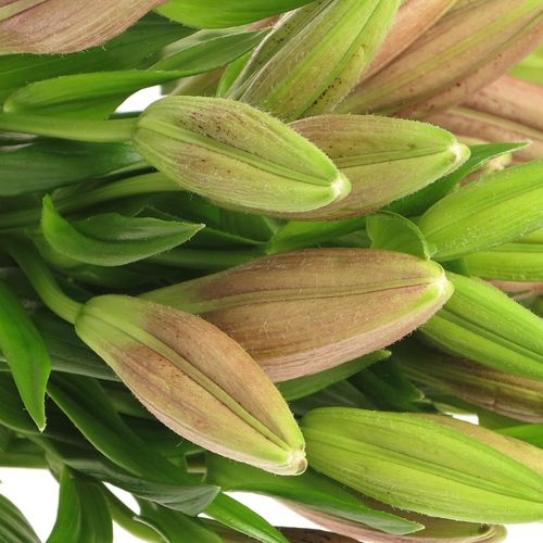 Lilie asiatisch pink Spotify 4+Blüte 80cm