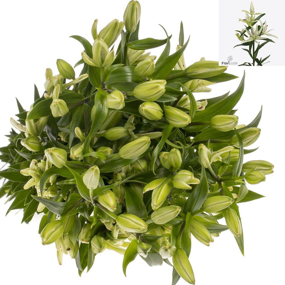 Lilie asiatisch weiss Must See 4+Blüte 80cm