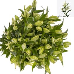 Lilie asiatisch weiss Must See 4+Blüte 80cm