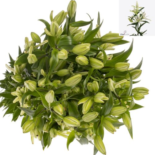 Lilie asiatisch weiss Must See 4+Blüte 80cm