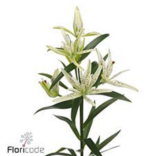 Lilie asiatisch weiss Must See 4+Blüte 80cm
