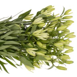Lilie asiatisch weiss Must See 4+Blüte 80cm