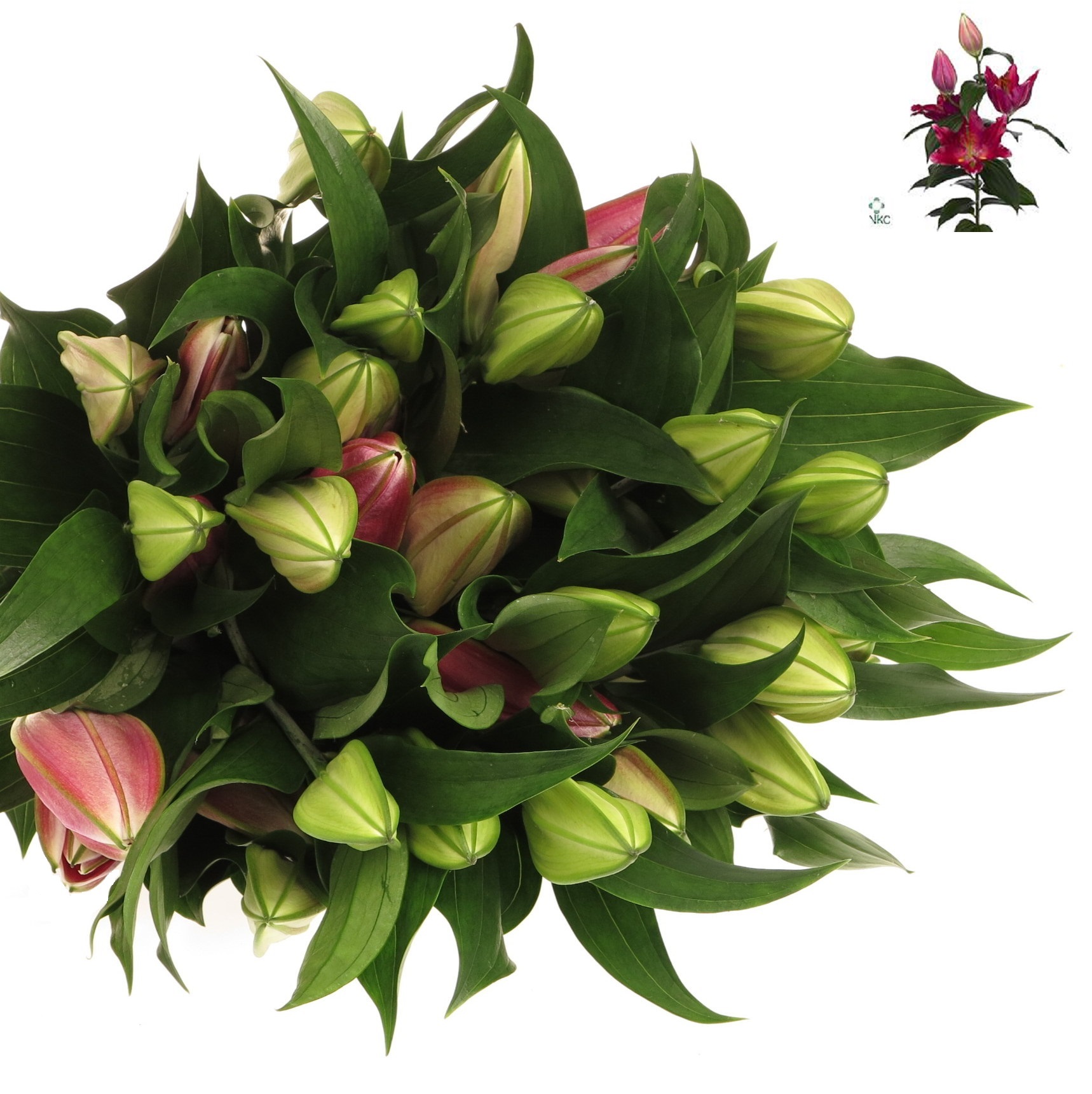 Product Lor lila Pico 2 Blute Heyl
