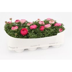 Ranunkel pink T13 H17 Bicolor