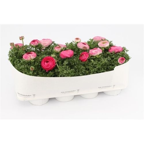 Ranunkel pink T13 H17 Bicolor