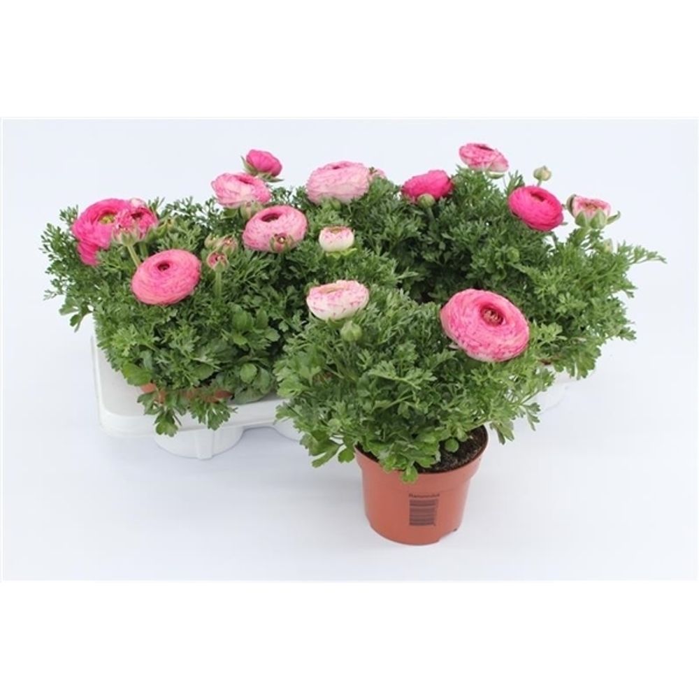 Ranunkel pink T13 H17 Bicolor