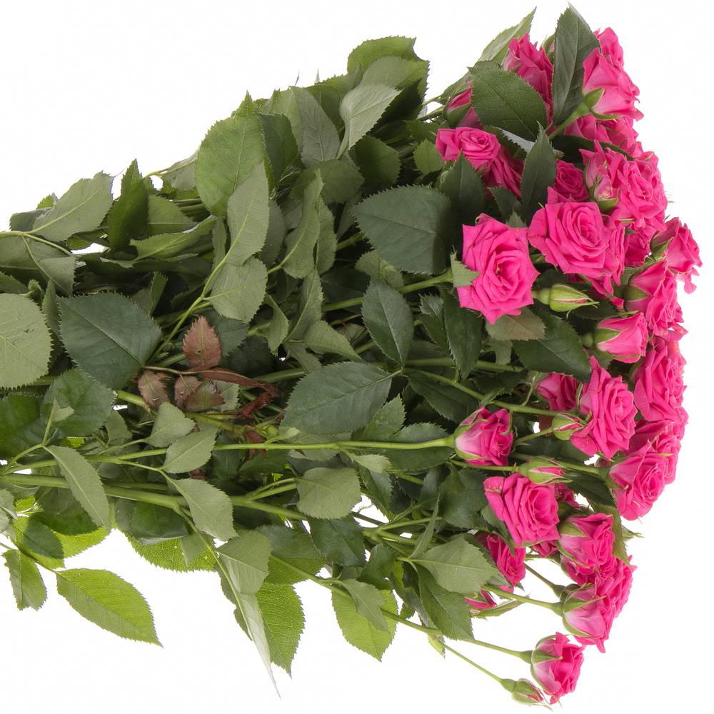 Rose verzweigt Pink Yo-Yo 4+Blüte 70cm