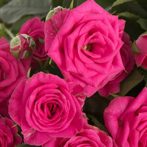 Rose verzweigt Pink Yo-Yo 4+Blüte 70cm