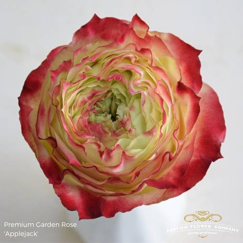 Rose rot/creme Apple Jack 50cm Garden