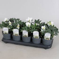 Helleb.Christmas Carol weiss T12 H020