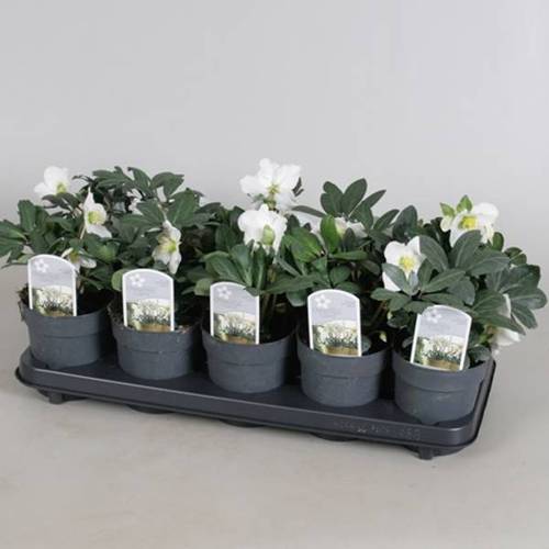Helleb.Christmas Carol weiss T12 H020
