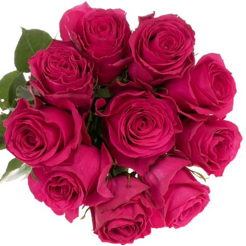 Rose pink Hotspot 60cm