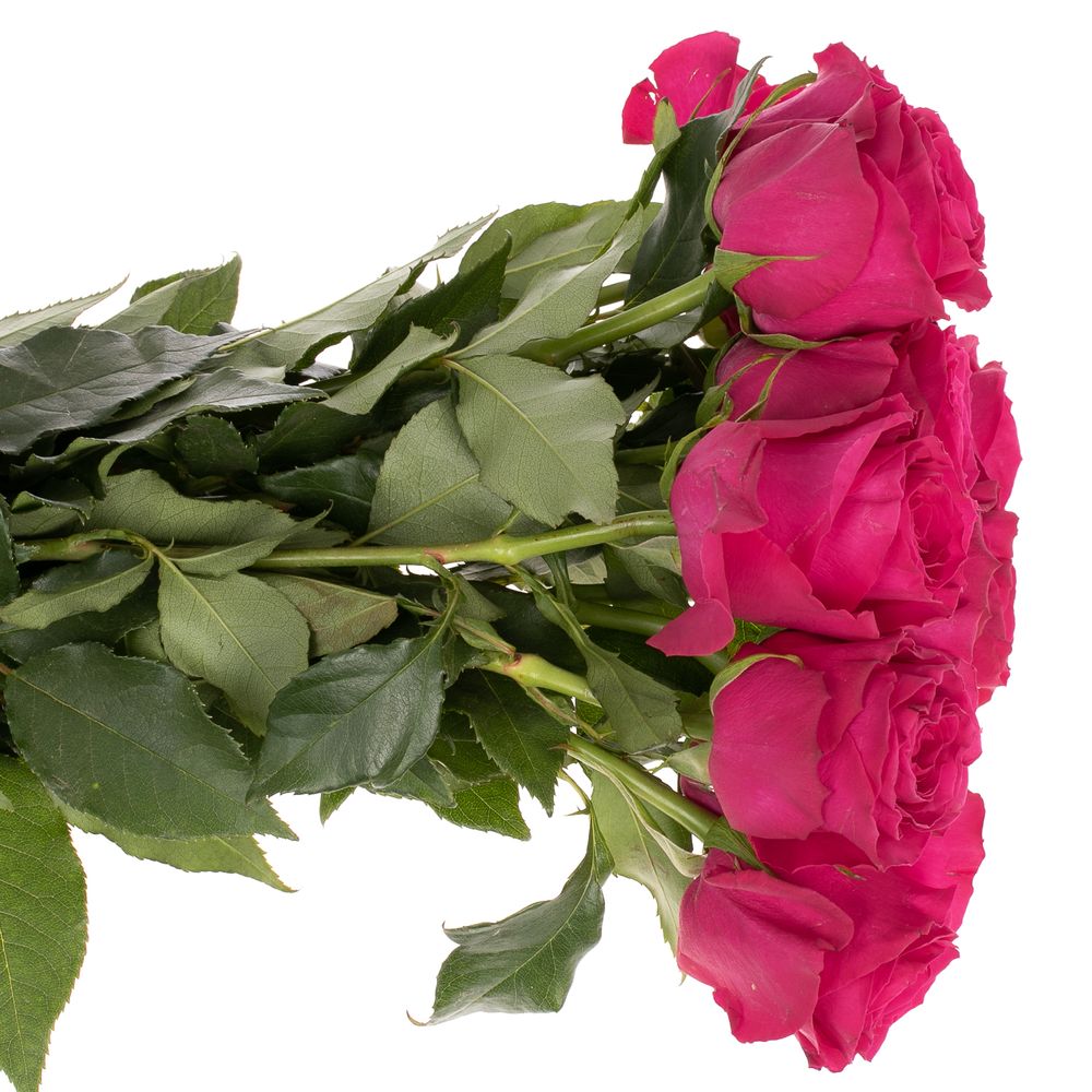 Rose pink Hotspot 60cm