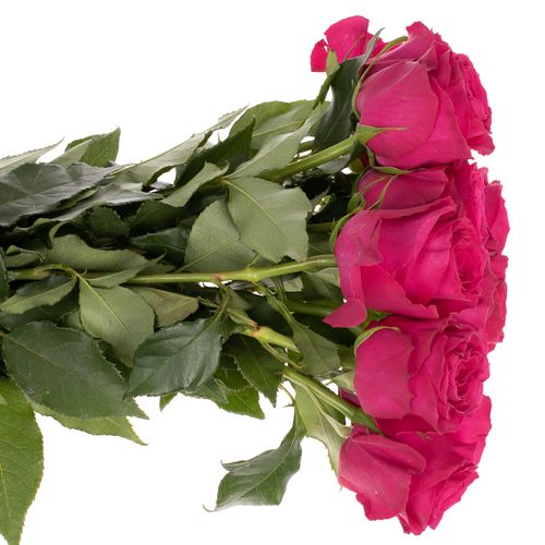 Rose pink Hotspot 60cm