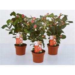 Camelia King T13 rot H40 8-12