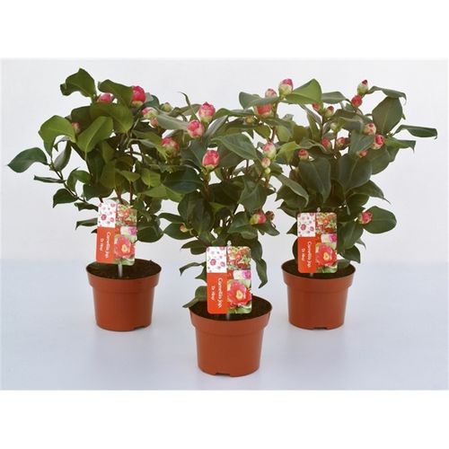 Camelia King T13 rot H40 8-12