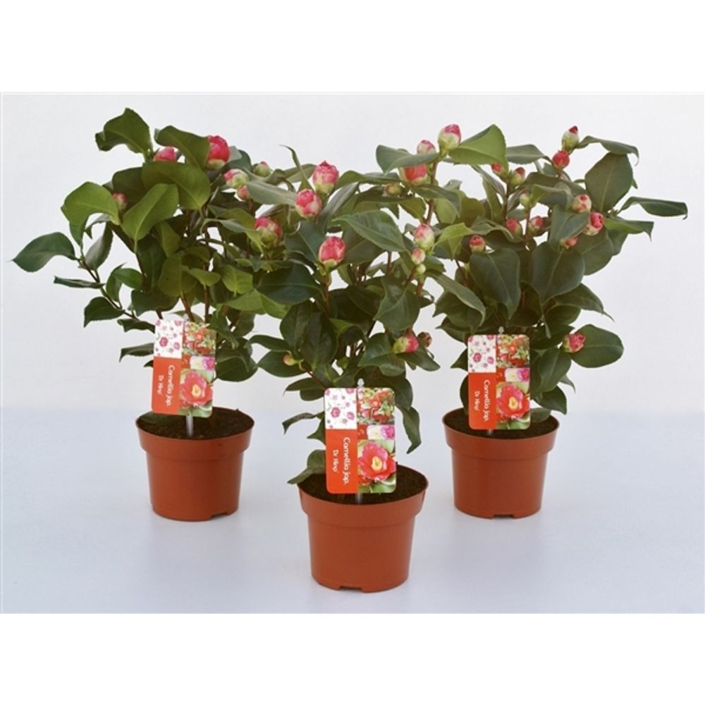 Camelia King T13 rot H40 8-12