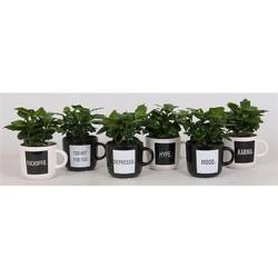 Coffea im Keramik Tasche mix Quotes T12 H025