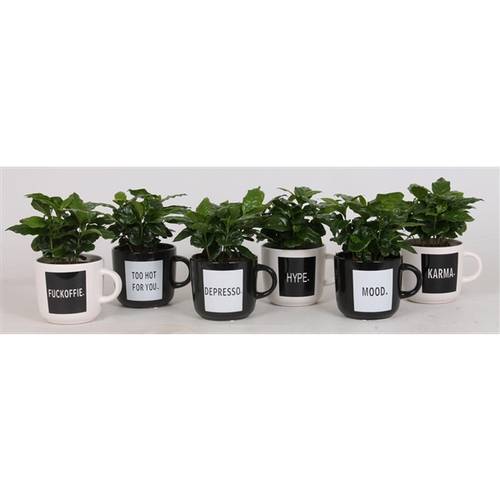 Coffea im Keramik Tasche mix Quotes T12 H025