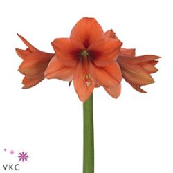 Amaryllis lachs Desiree 