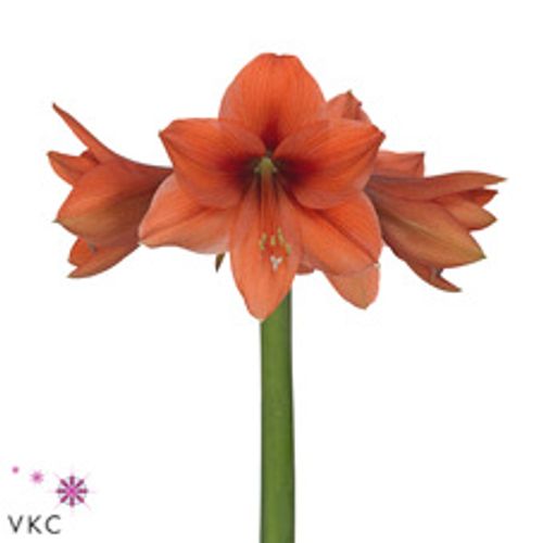 Amaryllis lachs Desiree 