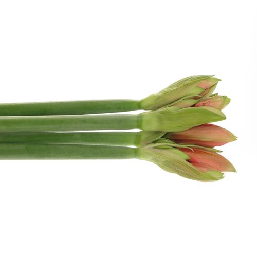 Amaryllis lachs Desiree 