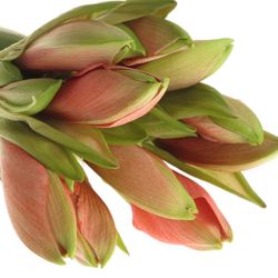 Amaryllis lachs Desiree 