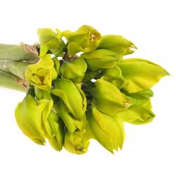 Amaryllis gelb gefärbt