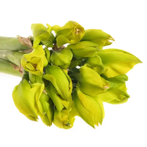 Amaryllis gelb gefärbt