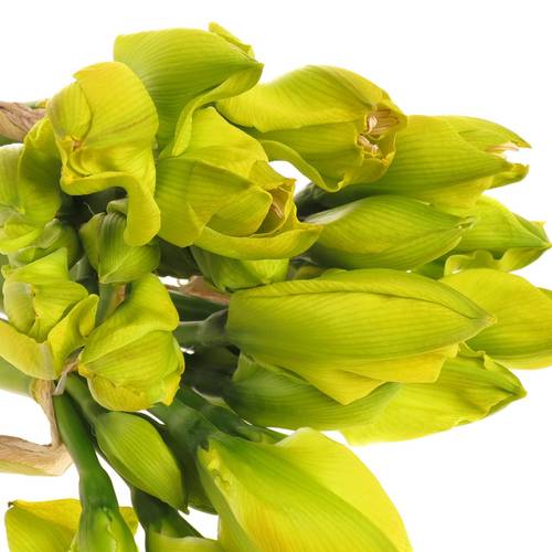 Amaryllis gelb gefärbt