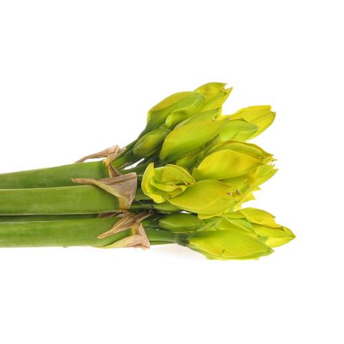 Amaryllis gelb gefärbt