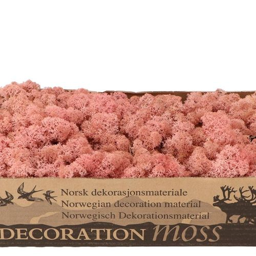 Island Moos H.rosa 500 Gr