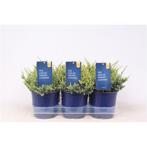 Juniperus Squamata Holger T15 H020