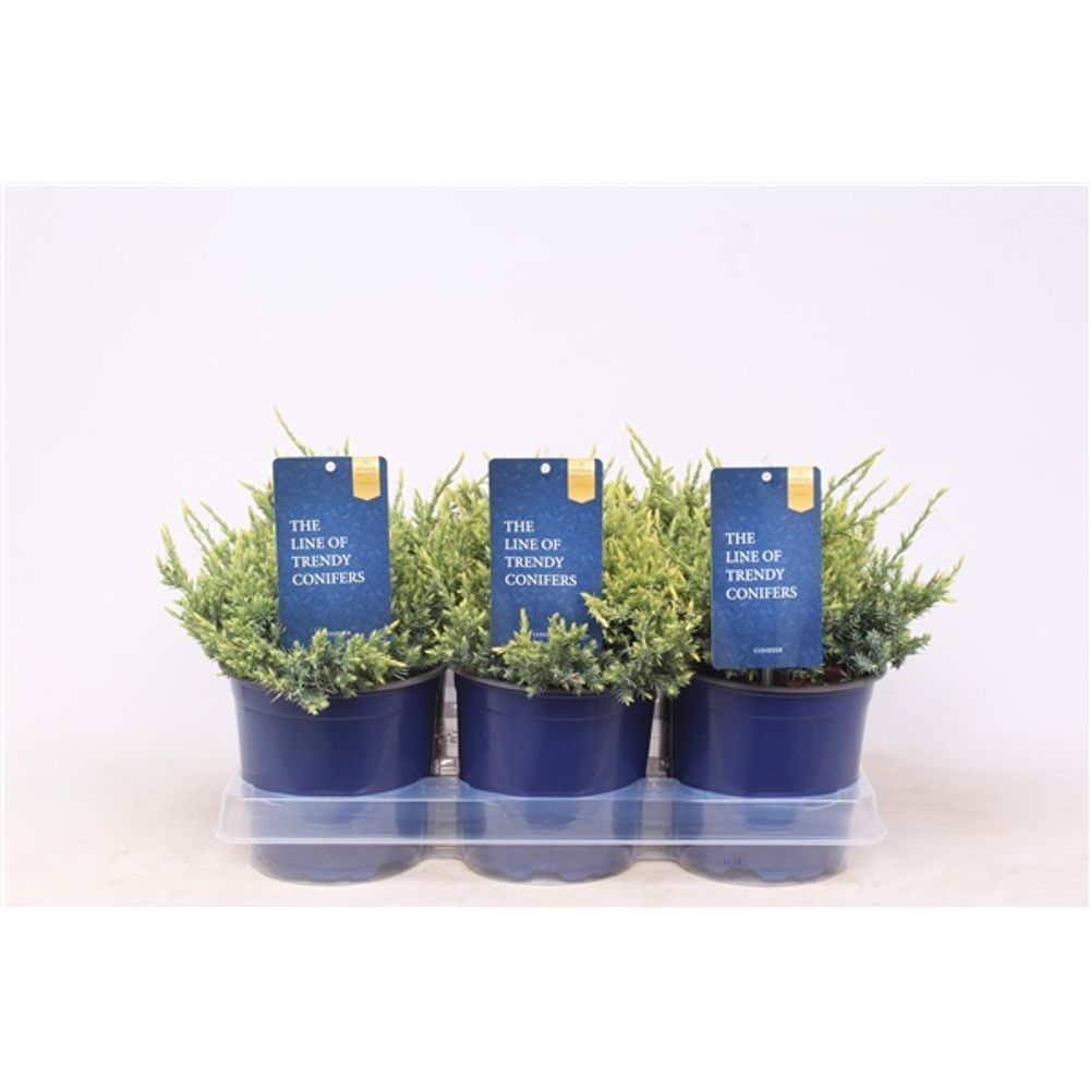 Juniperus Squamata Holger T15 H020