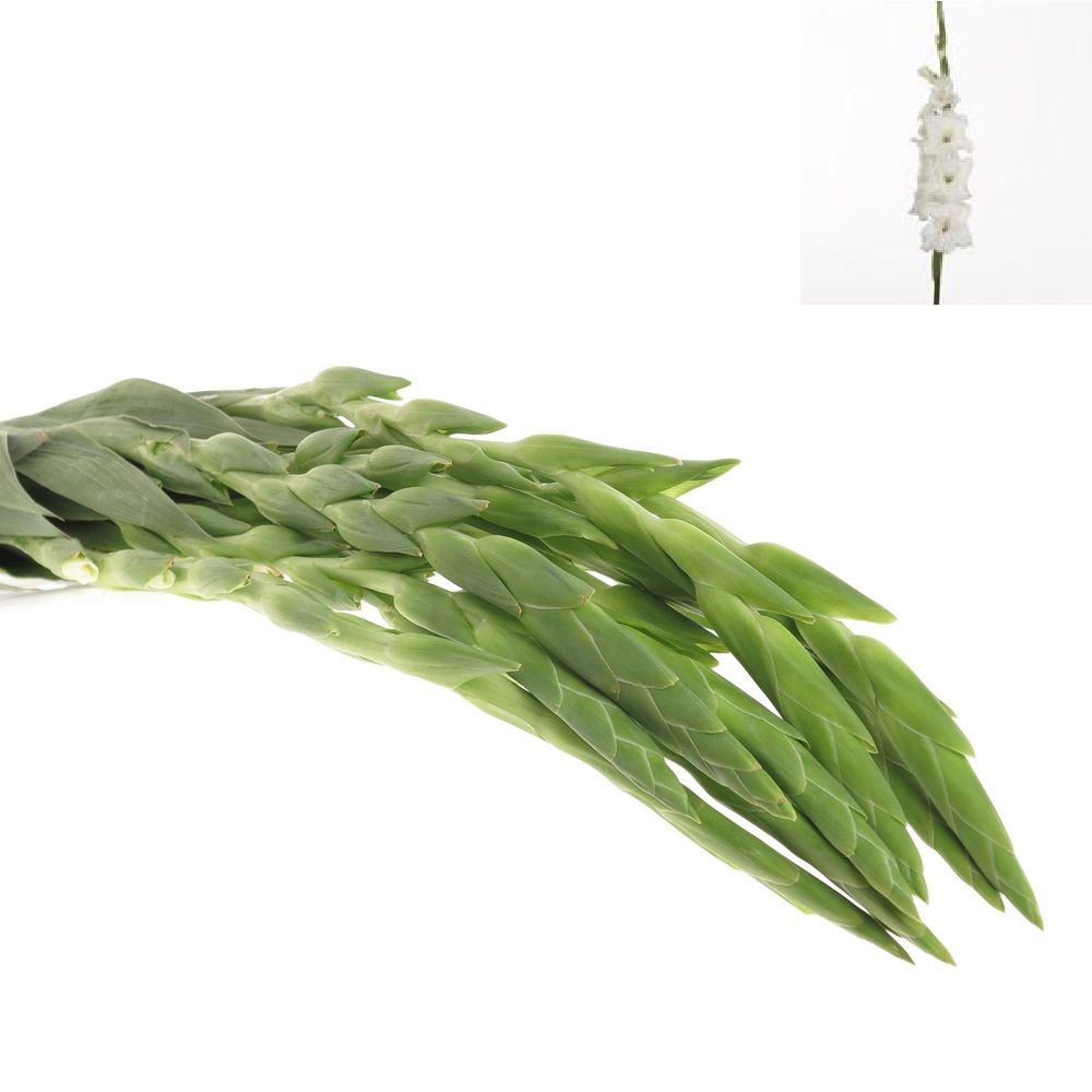 Gladiolen weiss Essential 100cm (Gladiolen) Heyl Blumengroßhandel